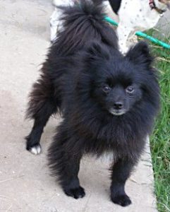 Chico3
