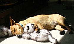 Georgia sweet dreams