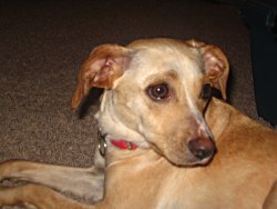 Gracie4