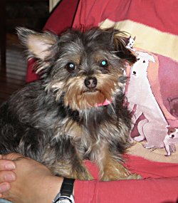 Isabella