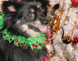 LouieXmas1