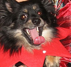LouieXmas2