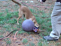 Maggie & her ball