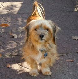 Odie3