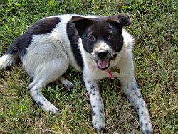 Pepper3