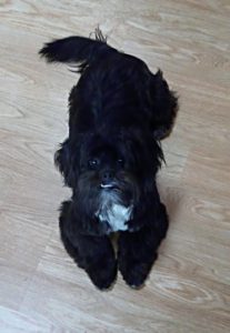 Poppy5
