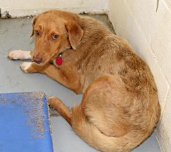 Reddy shelter