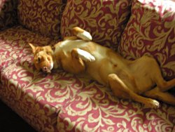 Riley couch