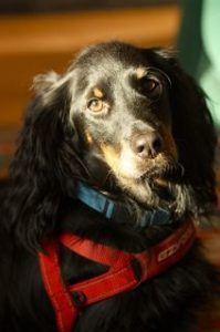 Rosco6