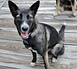 Sable5