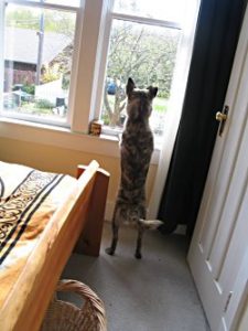 Smokeywindow