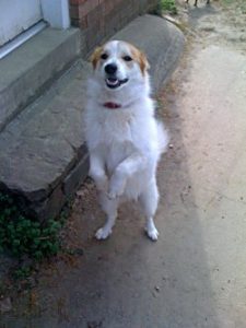 Toby