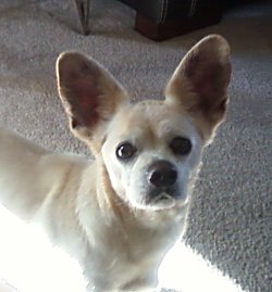 Yoda