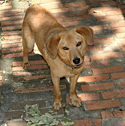 buddy1