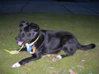 dillon