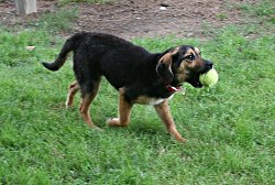 pippaball