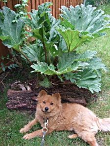 Under the gunnera June 2009