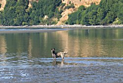 smokey at witty's lagoon